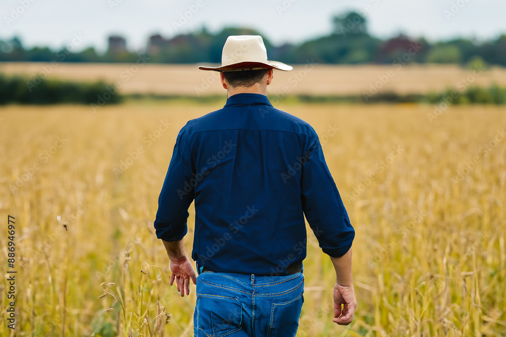 Man is working in field of wheat. farm wheat agriculture concept. male farmer walks through a field. a man working in a field with lifestyle a male farmer walking. Man is working in field of wheat. farm wheat agriculture concept. male farmer walks through a field. a man working in a field with lifestyle a male farmer walking.
