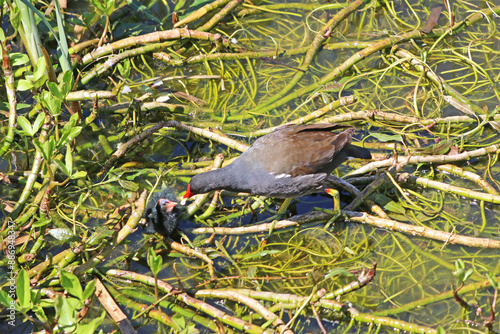 Moorhen and chicks on the Tiverton Canal	
 photo