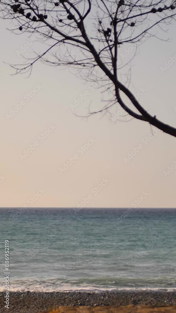Silhouette of a tree branch against the evening sea and setting sun. The image depicts the silhouette of a tree branch against the backdrop of an evening sea and a setting sun. Vertical video. Silhouette of a tree branch against the evening sea and setting sun. The image depicts the silhouette of a tree branch against the backdrop of an evening sea and a setting sun. Vertical video.