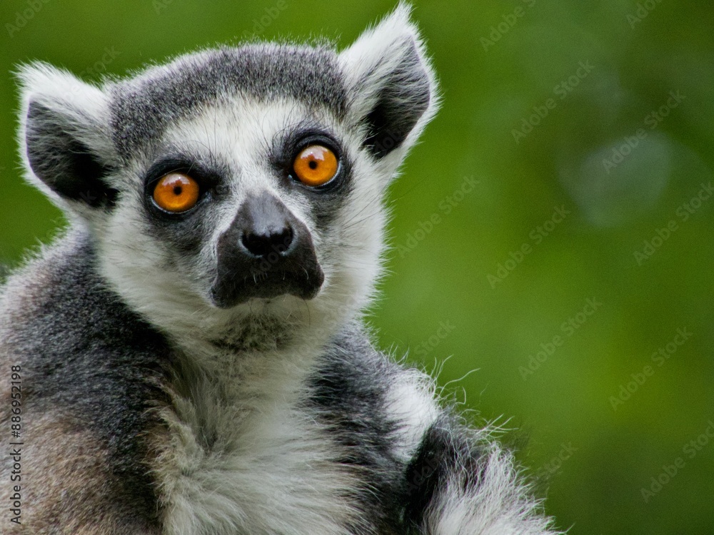 Nahaufnahme Lemur Nahaufnahme Lemur