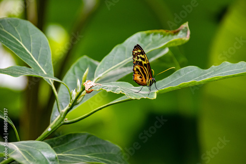 Butterfly on a green leaf in nature