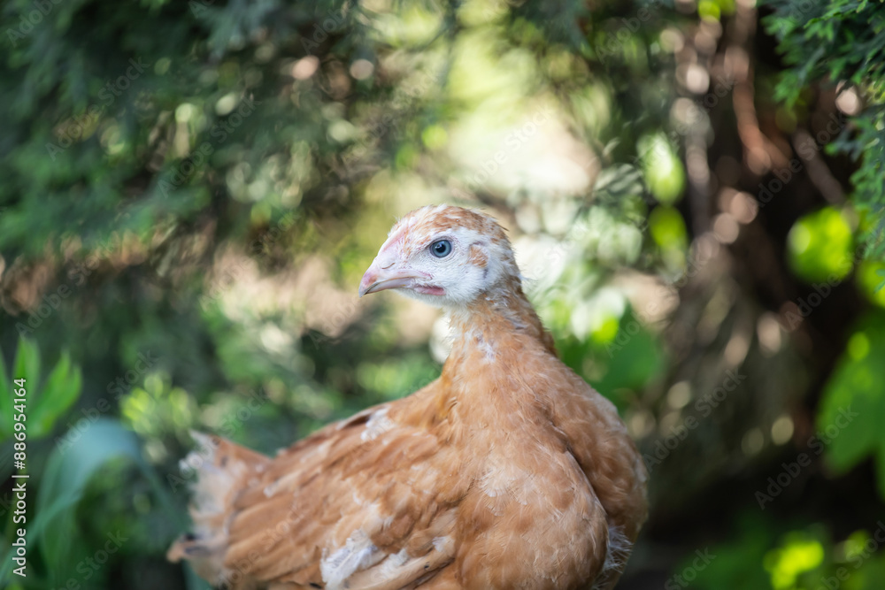 Hens grazing on grass in a free range organic farm Hens grazing on grass in a free range organic farm