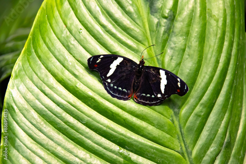 Butterfly on a green leaf in nature