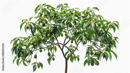 Avocado Tree: A highly detailed and realistic photograph of an avocado tree with green leaves and hanging avocados, against a completely white backdrop 