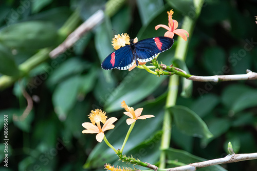 Butterfly on a green leaf in nature