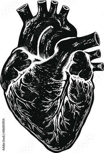 Silhouette of a human heart on a white background. The structure of the heart muscle, a simple sketch