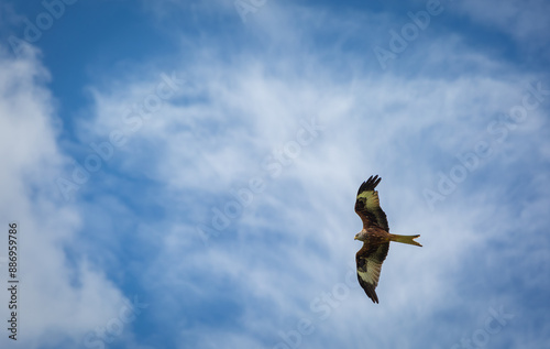 Red kite in flight on a summers day over a field on the outskirts of London, Image shows a lone Red kite or milvus milvus flying with a blue sky and slight cloud