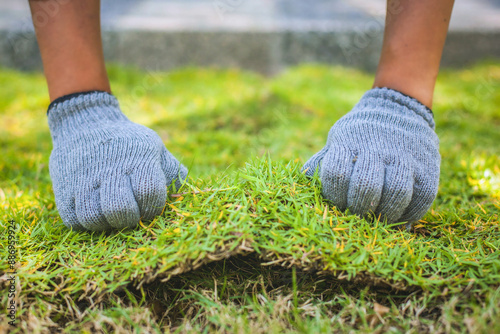 A man lays sod rolls on a new lawn. He carefully places the rolls in a row to create a uniform green surface.