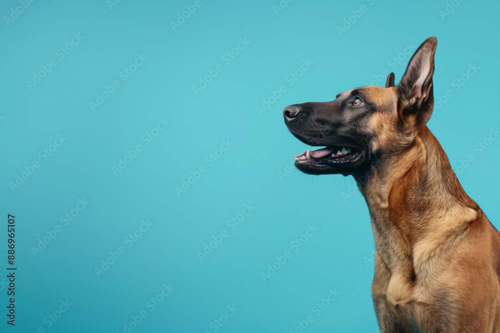 A side view photo of a smiling malinois dog isolated on a blue background, A side view photo of a smiling malinois dog isolated on a blue background,