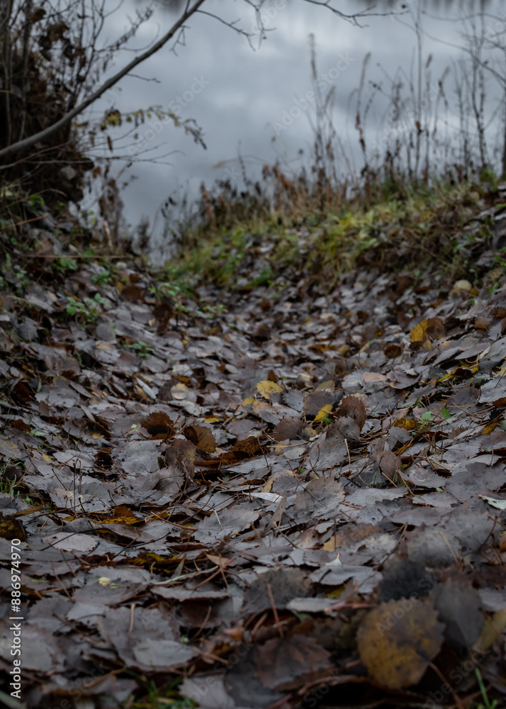 Obraz premium Fallen aspen leaves in a ditch in autumn with a pond in the background