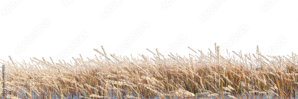 Fototapeta premium grass on white