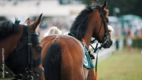 Close up horse racing at a hippodrome in slow motion on a sunny day