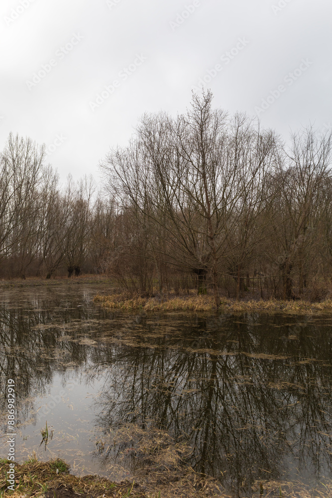Floodplain forest. Trees growing in water. Wild nature. Pond and trees Floodplain forest. Trees growing in water. Wild nature. Pond and trees
