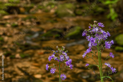 Bily creek in summer day near Nove Hamry village in Krusne mountains