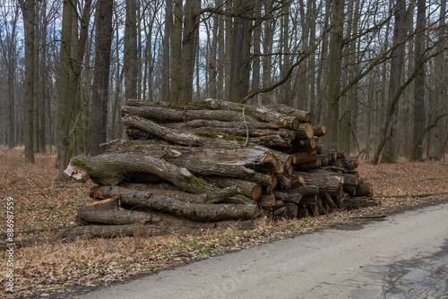 Cut wood by the meter is stacked and ready for heating for the winter. photo