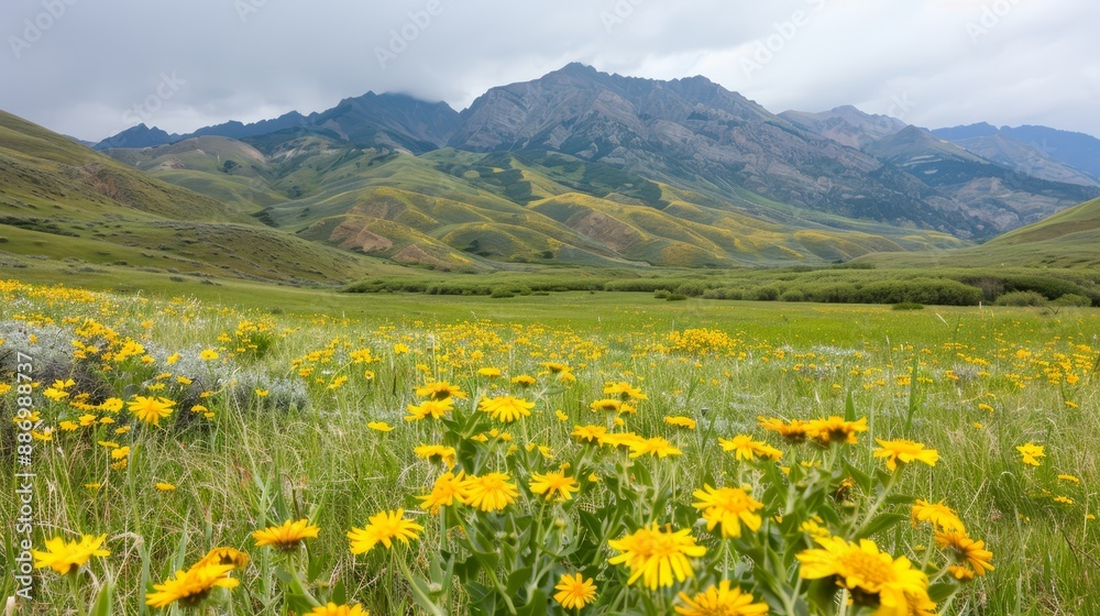 Fototapeta premium green grass, yellow flowers