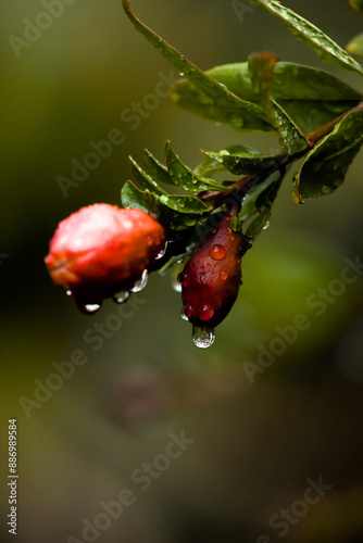 after the rain 