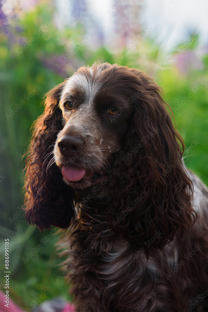 spaniel spaniel