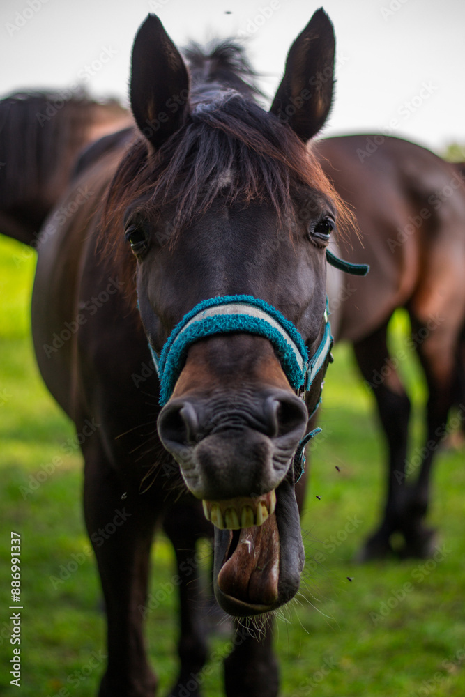Obraz premium horse yawning