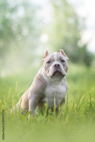 american bully