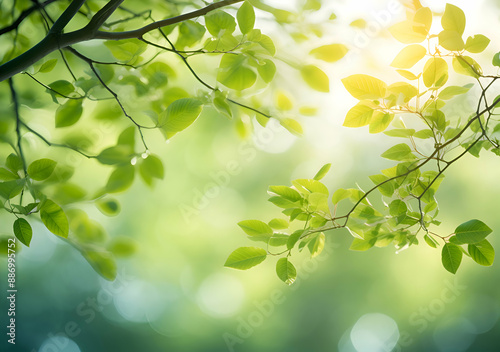 Close up spring nature view of green brunches on blurred garden background with copy space. Natural background