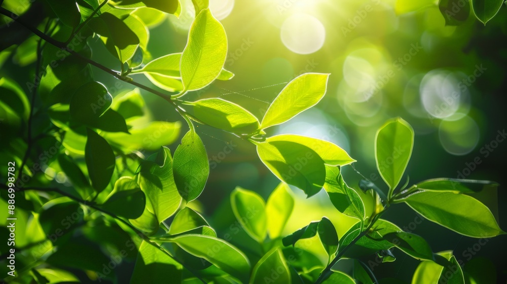 Fresh green leaves in sunlight Fresh green leaves in sunlight