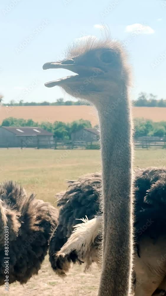 Portrait of an ostrich in the summer on a farm on a sunny day