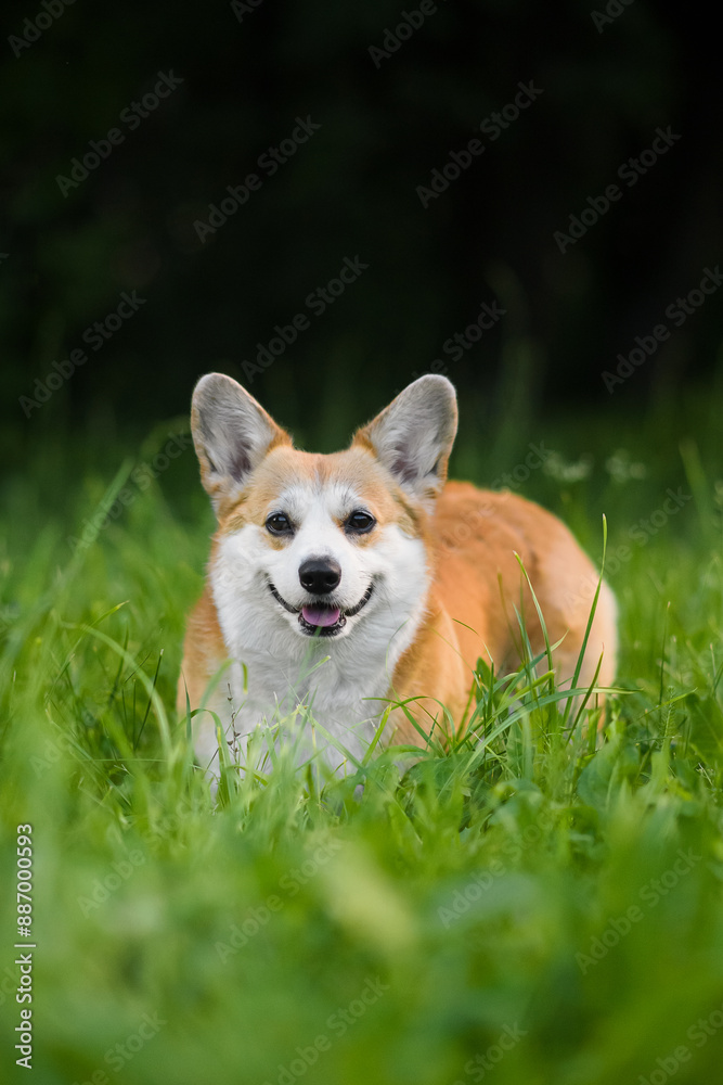 portrait of a dog portrait of a dog