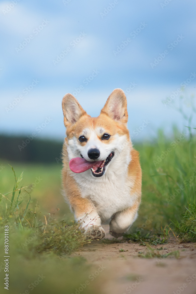 portrait of a dog portrait of a dog