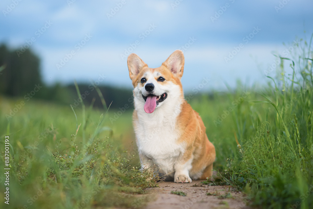 corgi