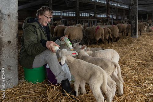 Elderly female farmer feeding lambs bottles of milk