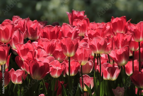 pink tulips in the garden