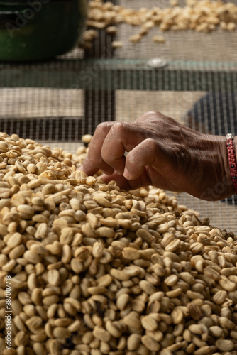 coffe seeds
