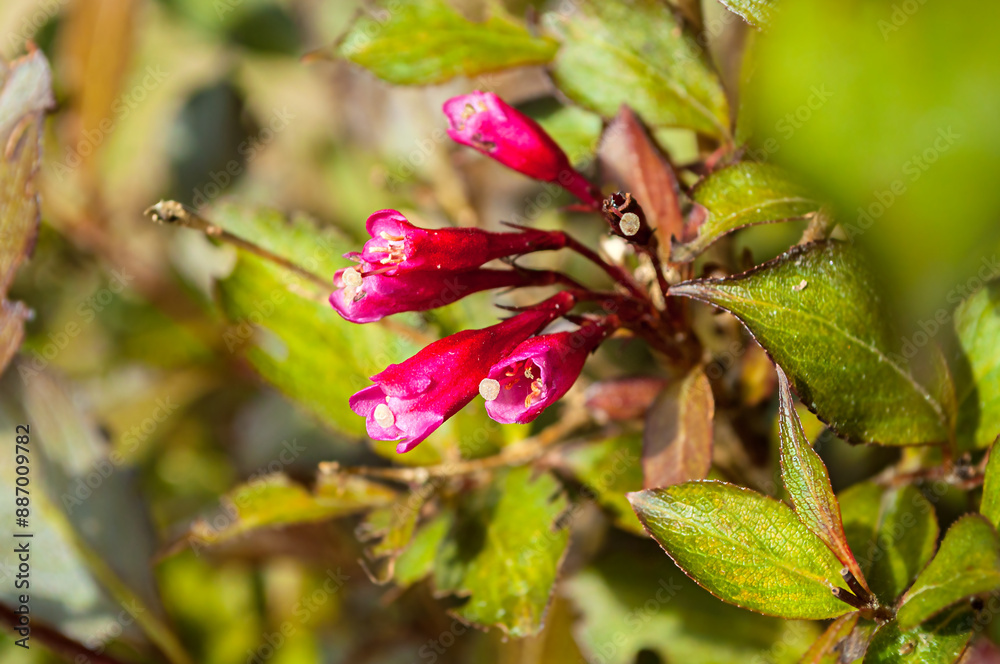 Blooming Weigel flowers, floral background. Selective focus at the central flowers. Blooming Weigel flowers, floral background. Selective focus at the central flowers.