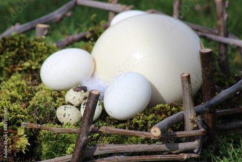 Ostern, Ostereier, Bioeier, Nest, Moos, Wachteleier, Feder photo