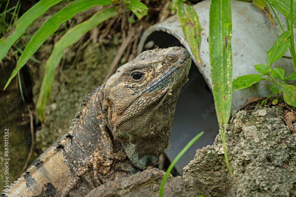 Obraz premium portrait of an iguana in Costa Rica