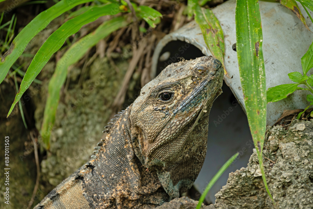 Obraz premium portrait of an iguana in Costa Rica