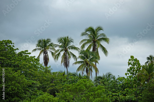 Wallpaper Mural palm trees at the beach in Samara in Costa Rica Torontodigital.ca