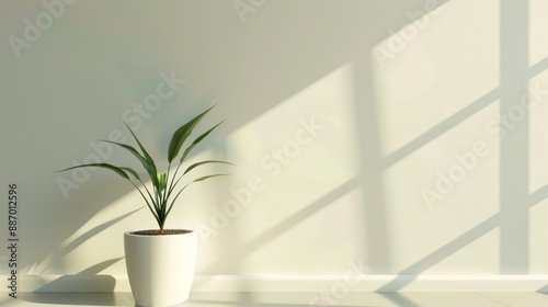 Minimalist Indoor Plant with Sunlight