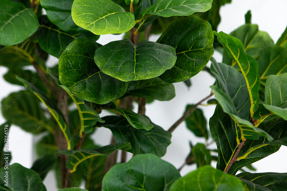 Obraz premium a close up of a plant with green leaves
