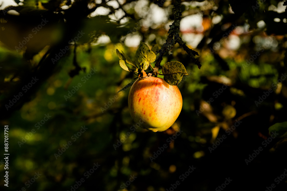 Obraz premium Ripe Apples in Orchard ready for harvesting, yellow fruit, tree branch, agriculture concept.Autumn seasonal harvest. ripe apples on a branch in the garden. Organic farming, gardening.