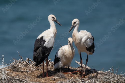 White storks' nest on the cliffs, Ciconia ciconia, Alentejo, Portugal