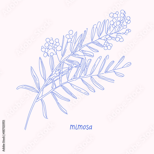 Delicate Mimosa tree branch flower 