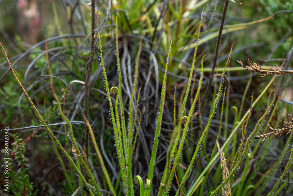 Drosophyllum lusitanicum planta carnívora endémica ibérica, Andalucía, España