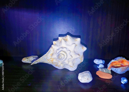 Wallpaper Mural Mollusk shells raised from the bottom of the sea are now on a closet shelf in one of the rooms of our house Torontodigital.ca