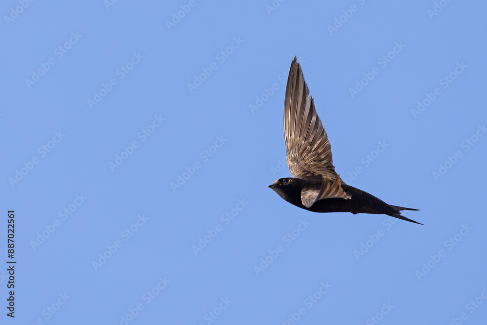 Obraz premium Jerzyk (Apus apus)