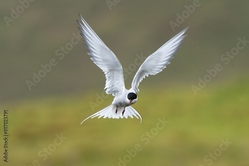 Arctic tern - Sterna paradisaea - with spread wings in flight at green background. Photo from Snaefellsnes Penisula in Iceland. The Arctic tern is famous for its migration.