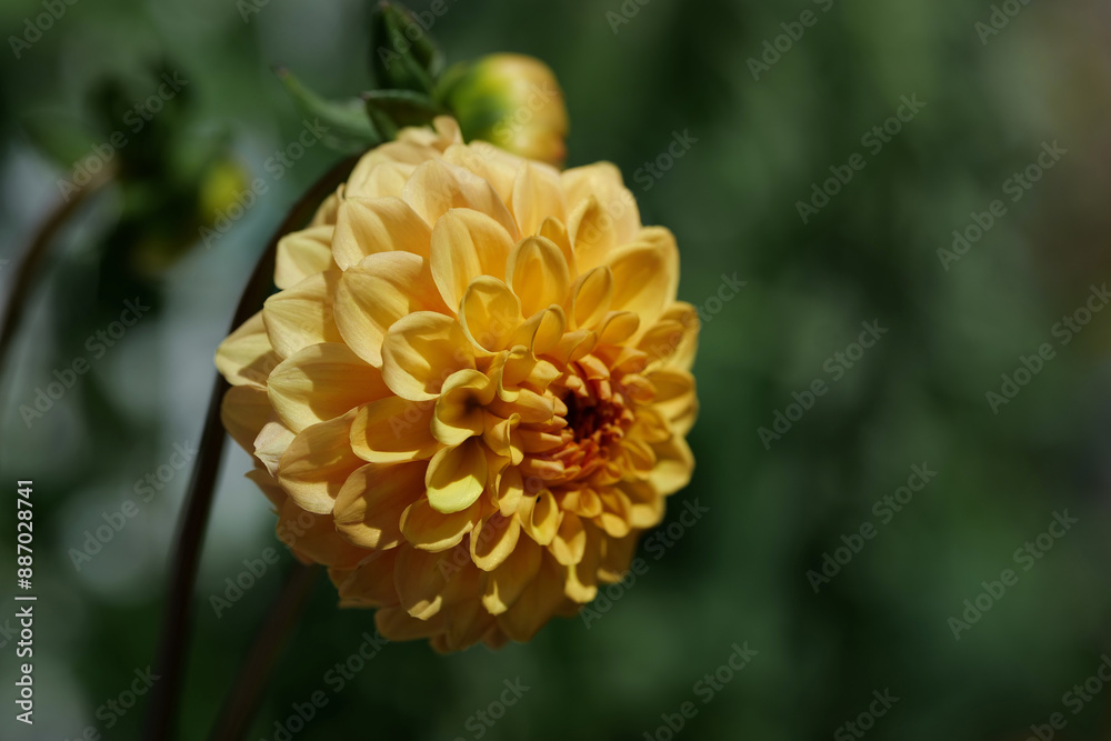 Eine Schönheit in meinem Garten, die Dahlie Eine Schönheit in meinem Garten, die Dahlie