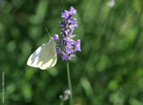 Kohlweißling auf Lavendel