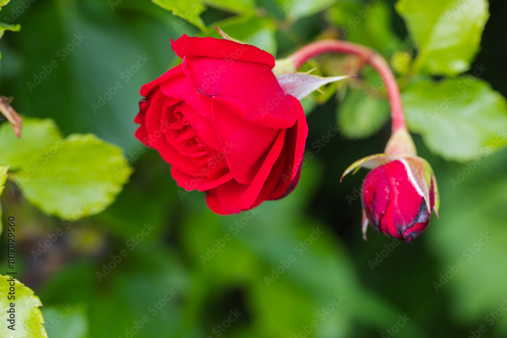Red roses grow in summer garden, close up photo of flowers Red roses grow in summer garden, close up photo of flowers